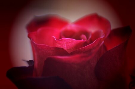 Fragrance rose bloom romance photo
