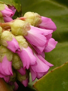 Saxifragaceae blumel bloom plant