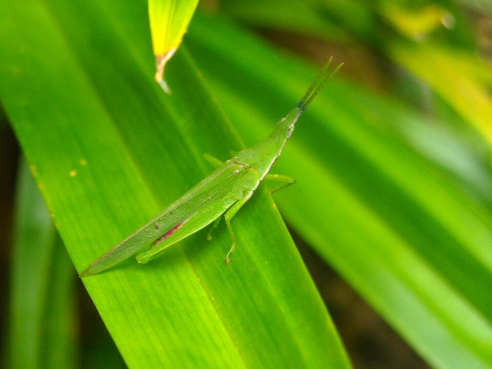 Green leaf pandan