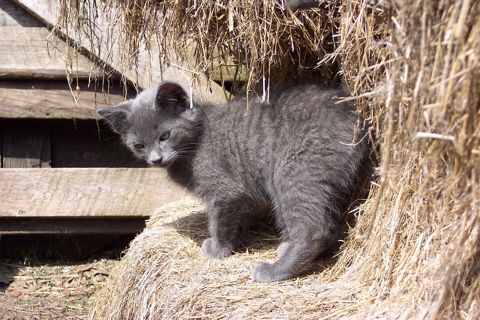 Feline country straw
