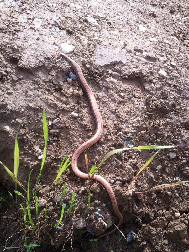 Lizard nature animal