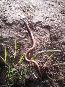 Lizard nature animal