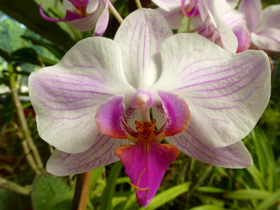 Plant flower sri lanka