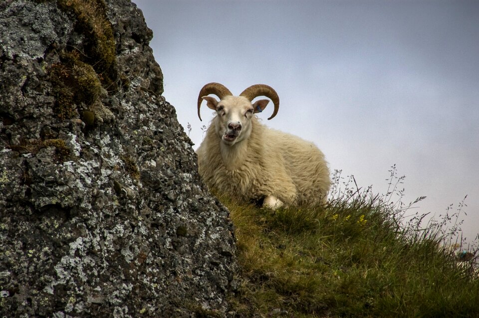 Bock nature animal