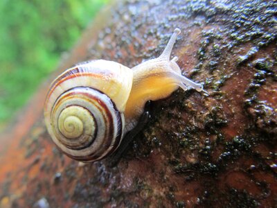 Wet colorful shell