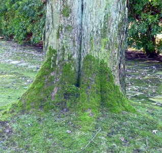 Moss bark tribe