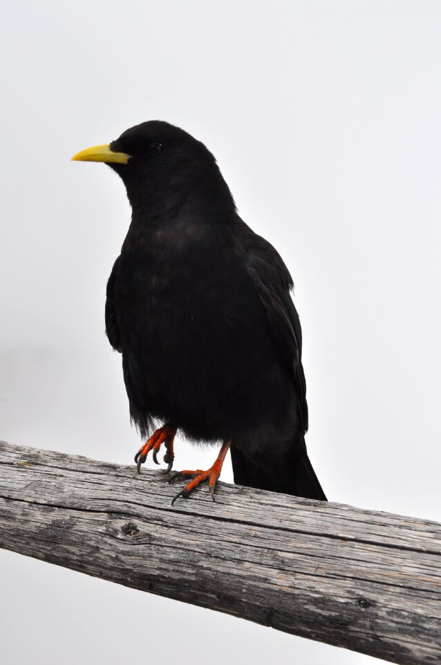 Bird alpine black
