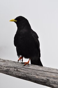 Bird alpine black photo