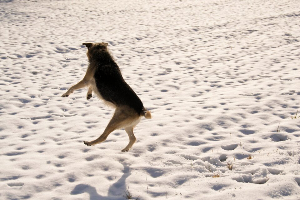 Winter white animal