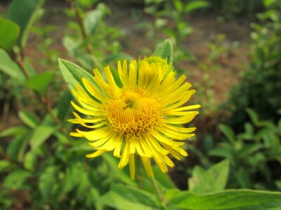 Flowers yellow natural photo