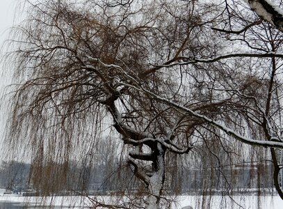 Tree branches branch