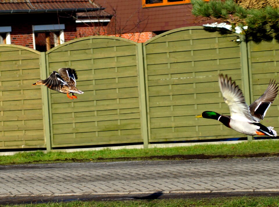 In flight water bird startled