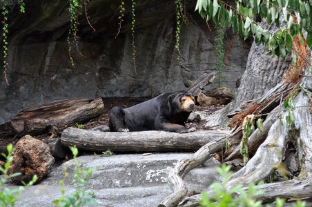 Bear black bear zoo photo