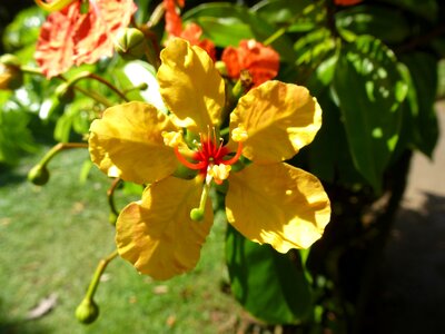 Sri lanka plant flower photo