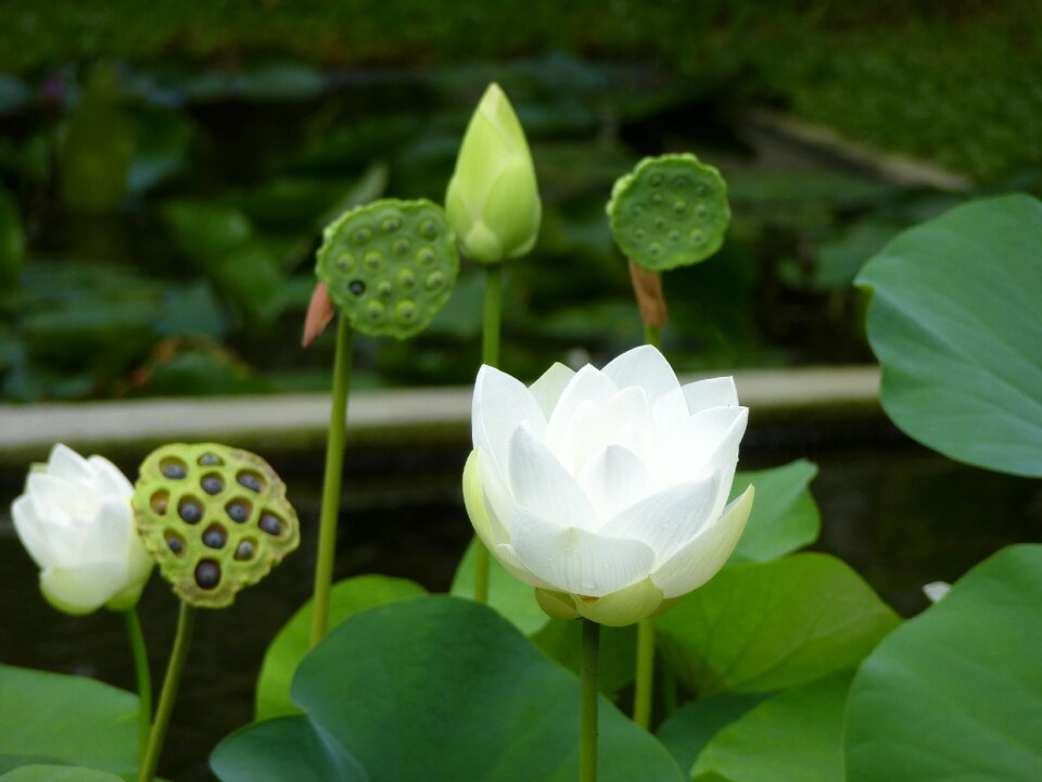 Aquatic plant nuphar flower