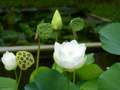 Aquatic plant nuphar flower