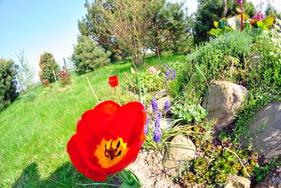 Flower rockery blooms