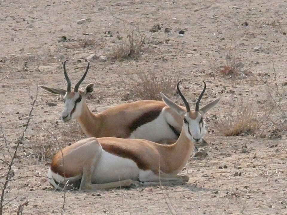 Africa wild namibia