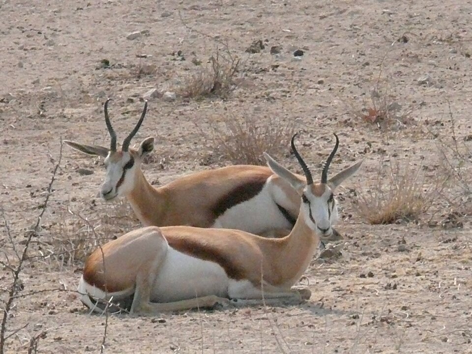 Africa wild namibia photo