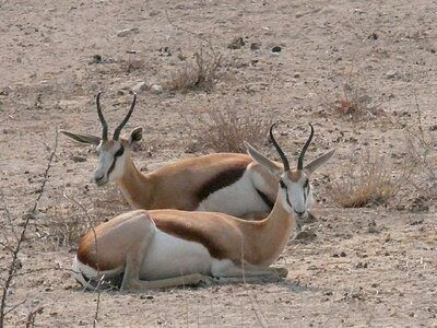 Africa wild namibia