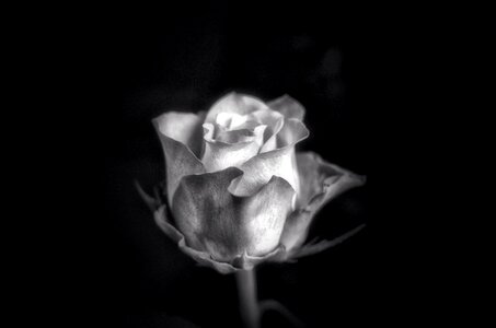 Romance romantic flower
