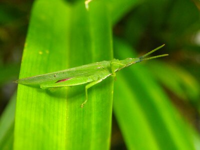 Green leaf pandan