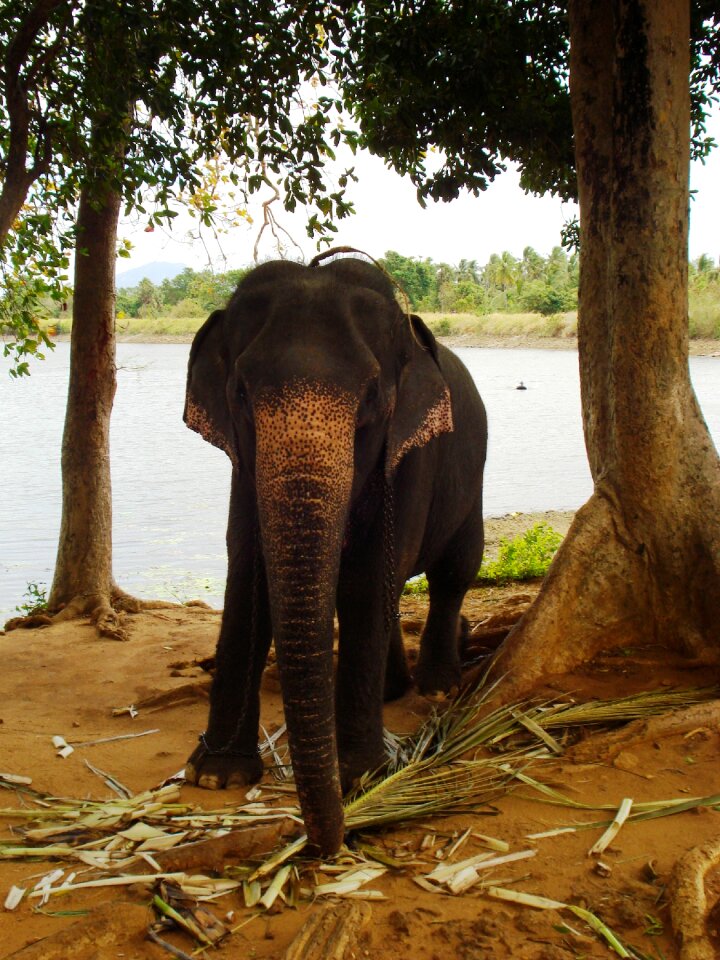 Elephant animal baby elephant