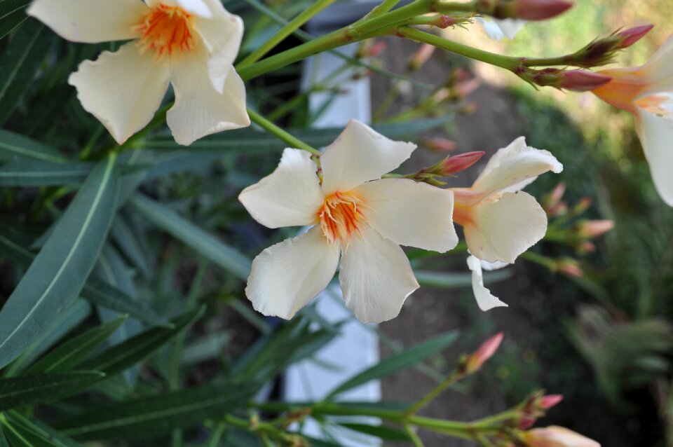 White yellow nectar