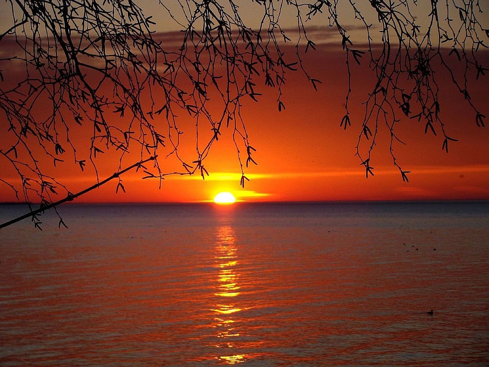 Sun tree duck