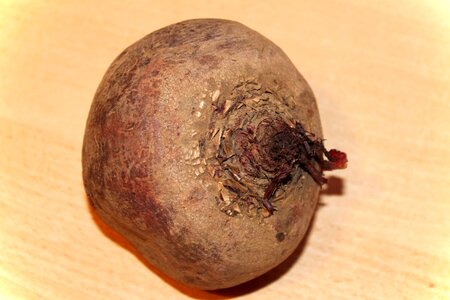 Turnip beet of rahner
