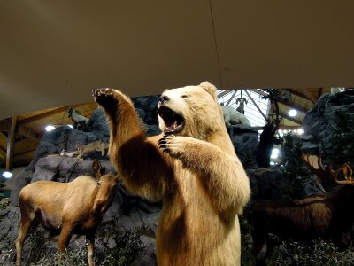 Animals models exhibit