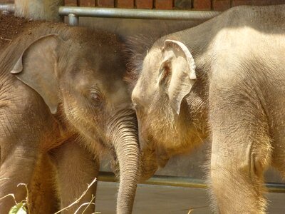 Animals sri lanka elephant