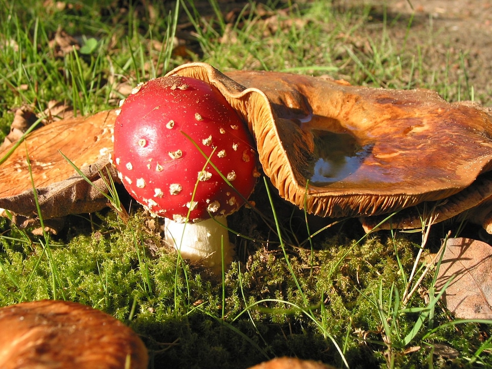 Autumn leaves mushrooms