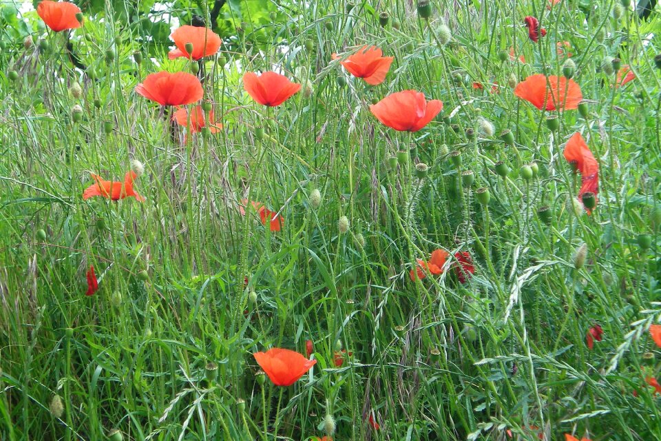 Nature meadow summer meadow