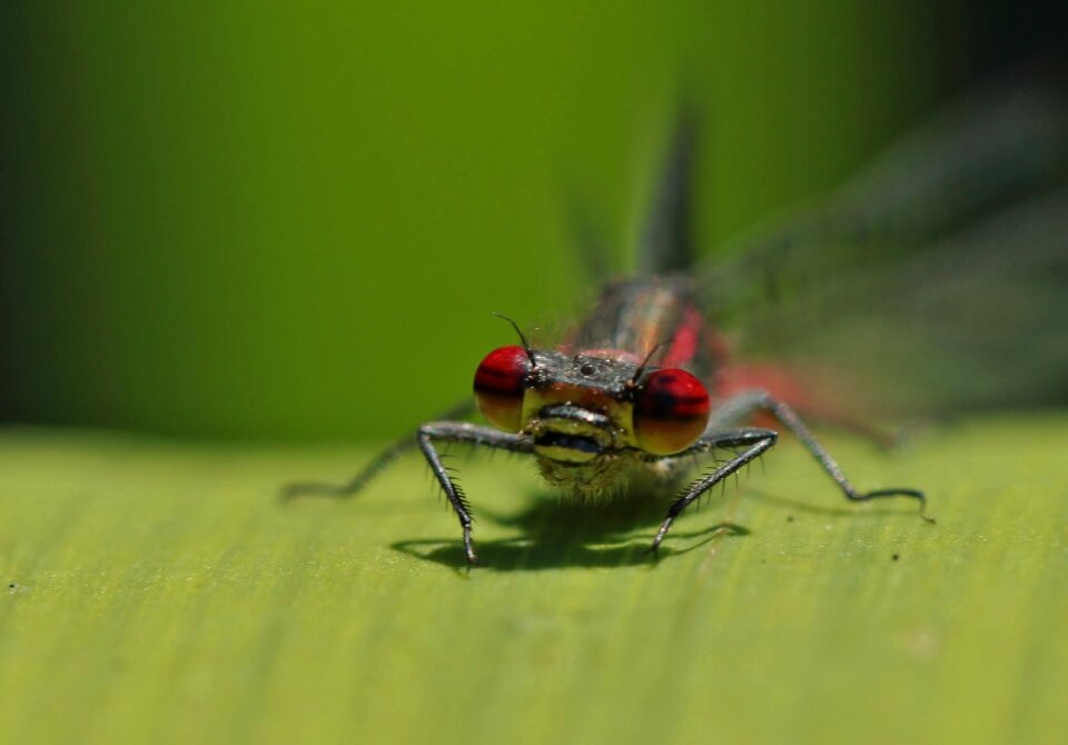 Close up eyes animal