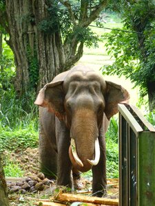 Pachyderm ivory indian elephant