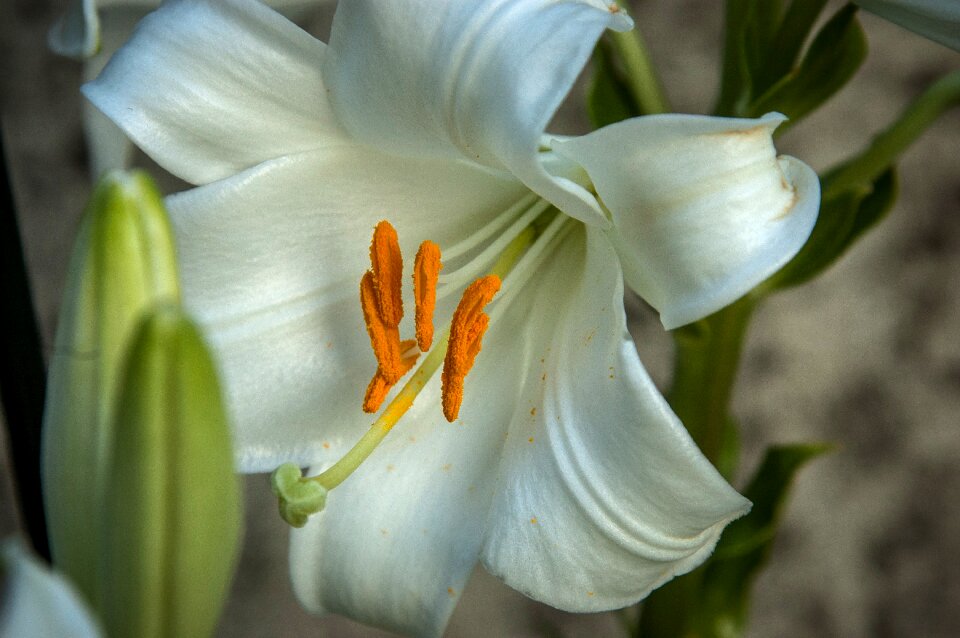 Blossom bloom flower