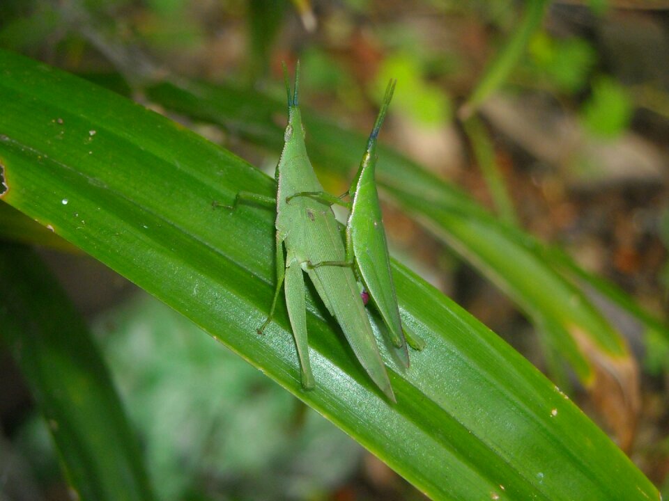 Females mating leaf