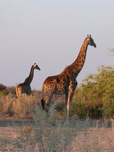 Mammal herbivore safari photo