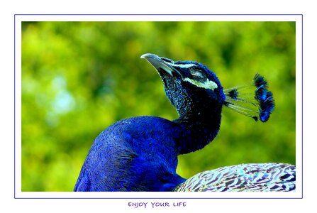 Animals feather peacock