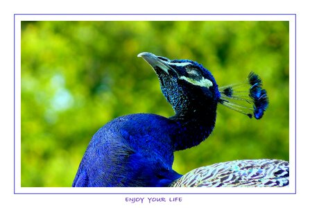 Animals feather peacock photo