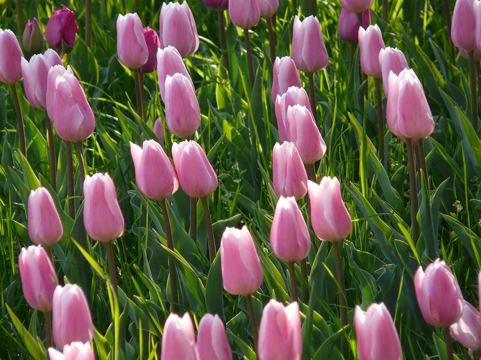 Light pink tender closed