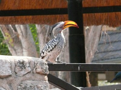 Yellow billed safari africa photo