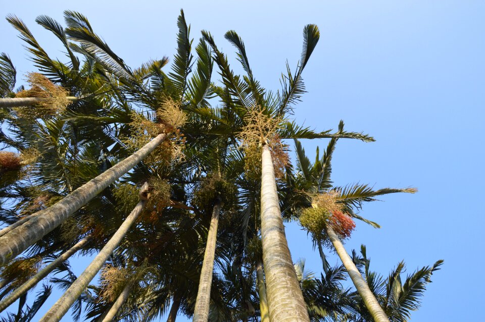 Leaves sky tropical