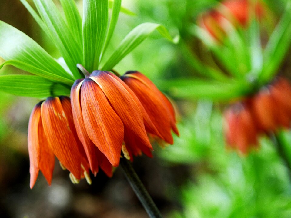 Wild flowers bloom flora