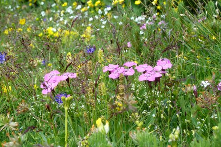 Wild flower flower mountain meadow