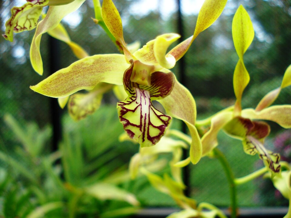 Orchid flower plant