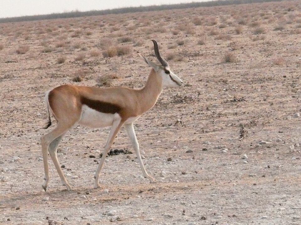 African herbivore mammal