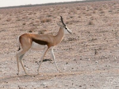 African herbivore mammal photo