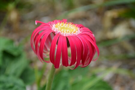 Nature colorful macro